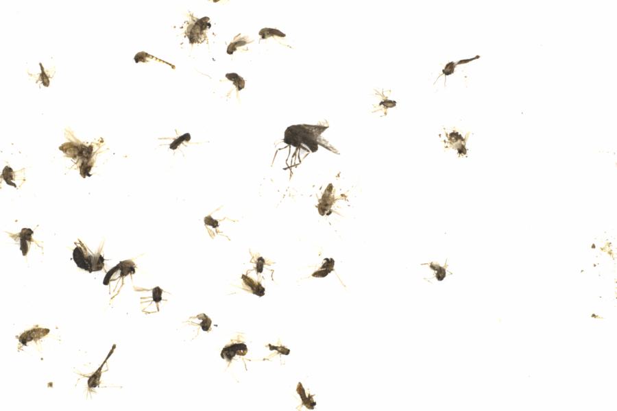 Fullscreen Image
