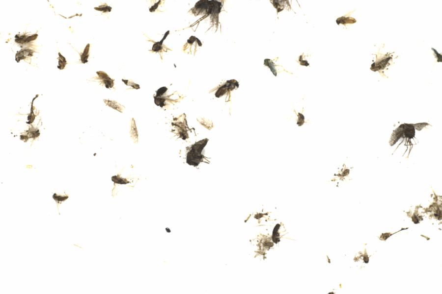 Fullscreen Image
