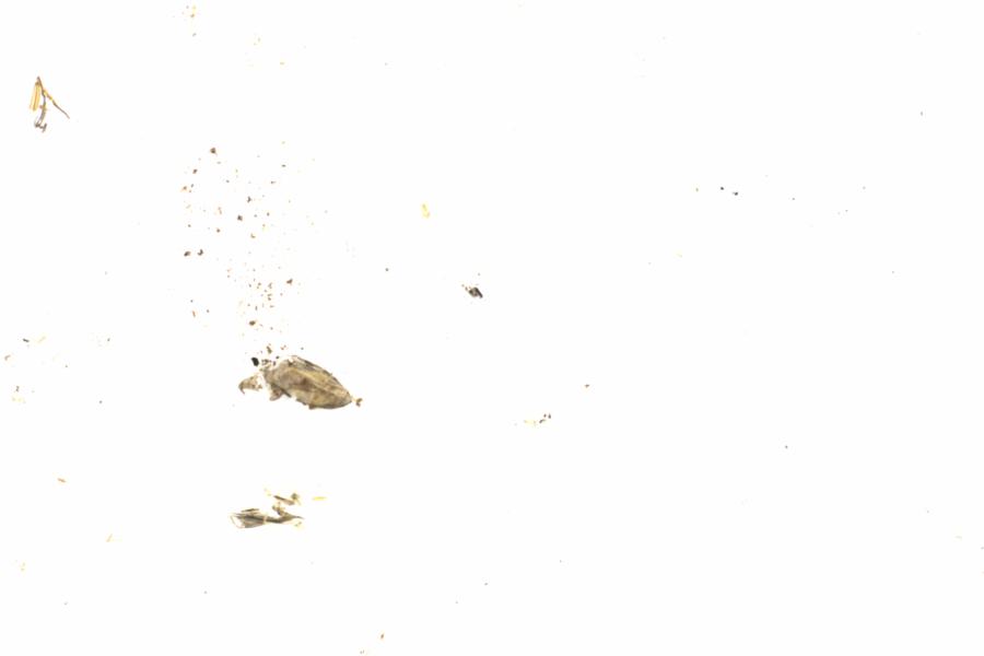 Fullscreen Image