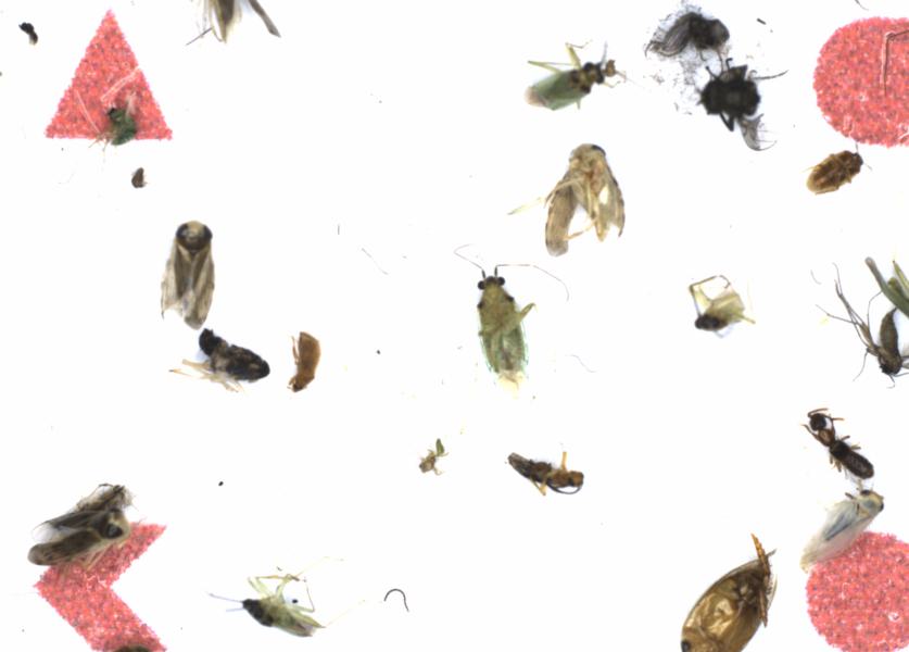 Fullscreen Image