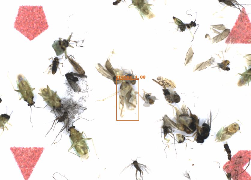 Fullscreen Image