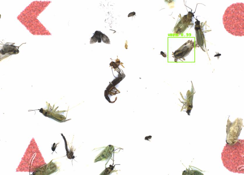 Fullscreen Image