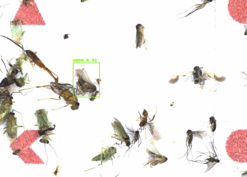 Fullscreen Image