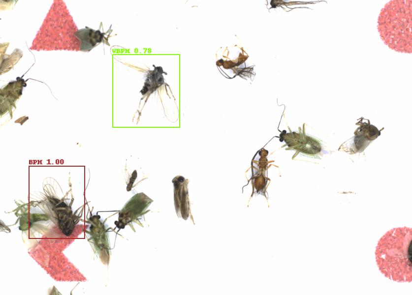 Fullscreen Image