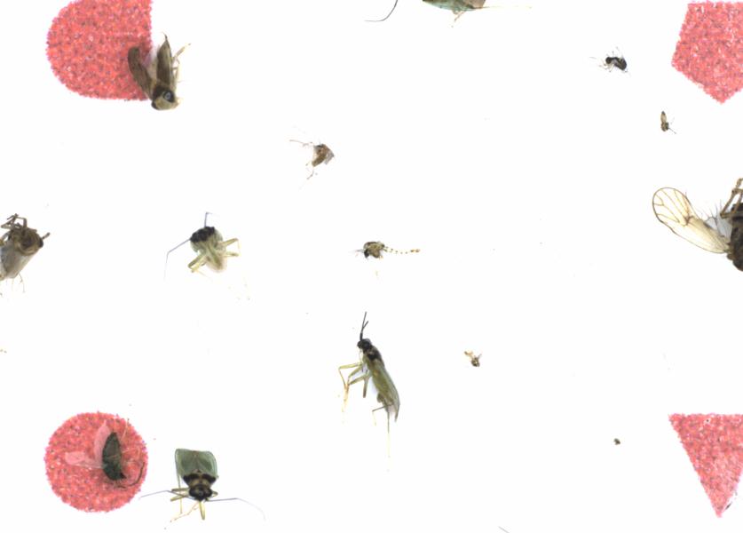 Fullscreen Image