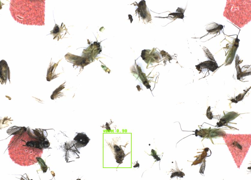 Fullscreen Image
