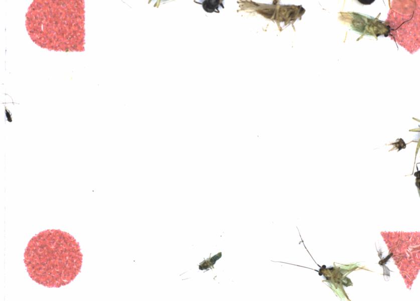 Fullscreen Image