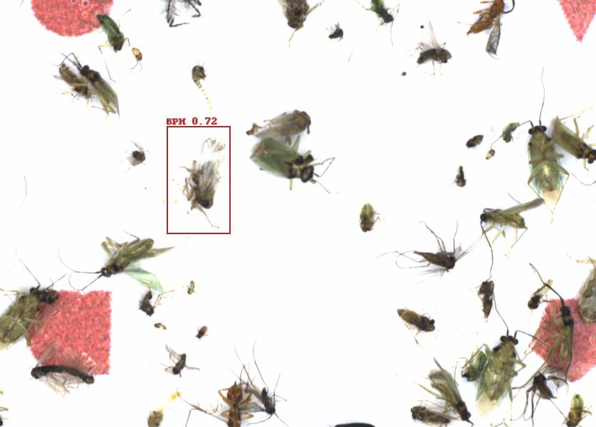 Fullscreen Image