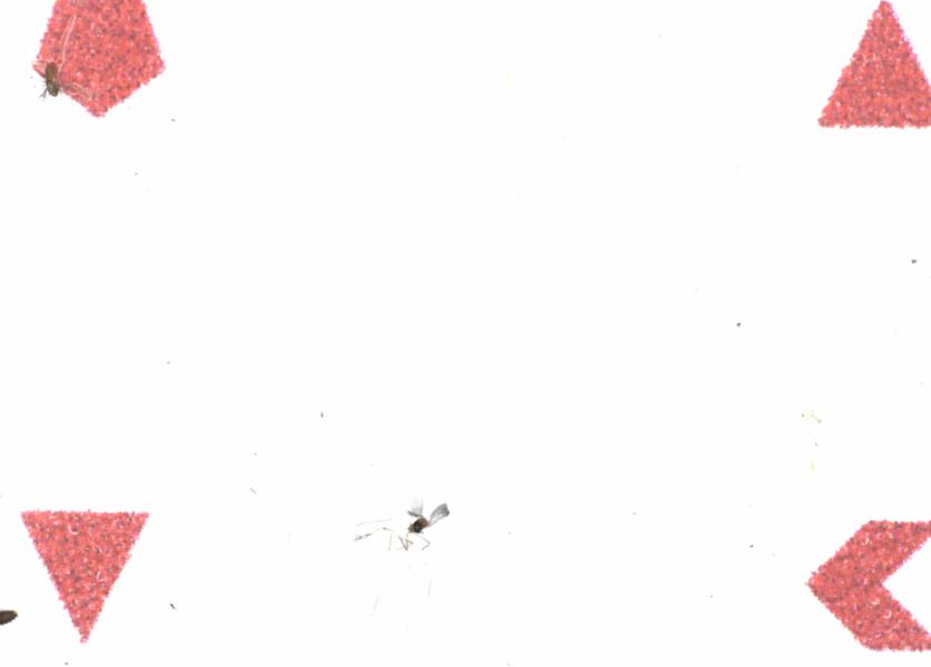 Fullscreen Image