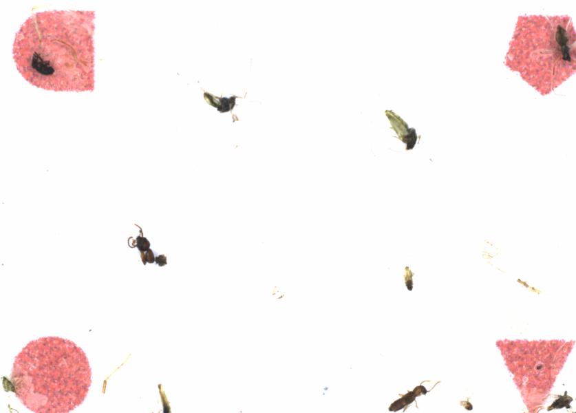 Fullscreen Image