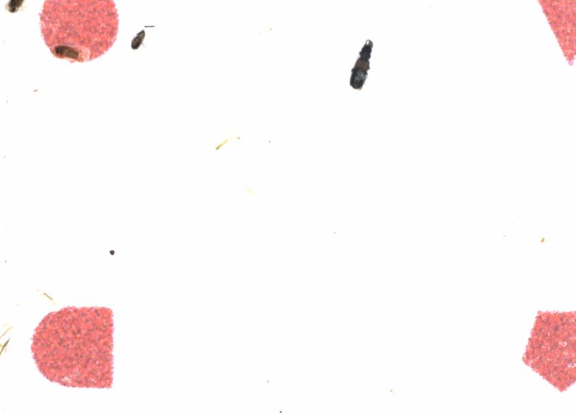 Fullscreen Image