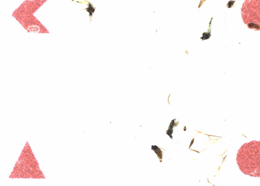 Fullscreen Image