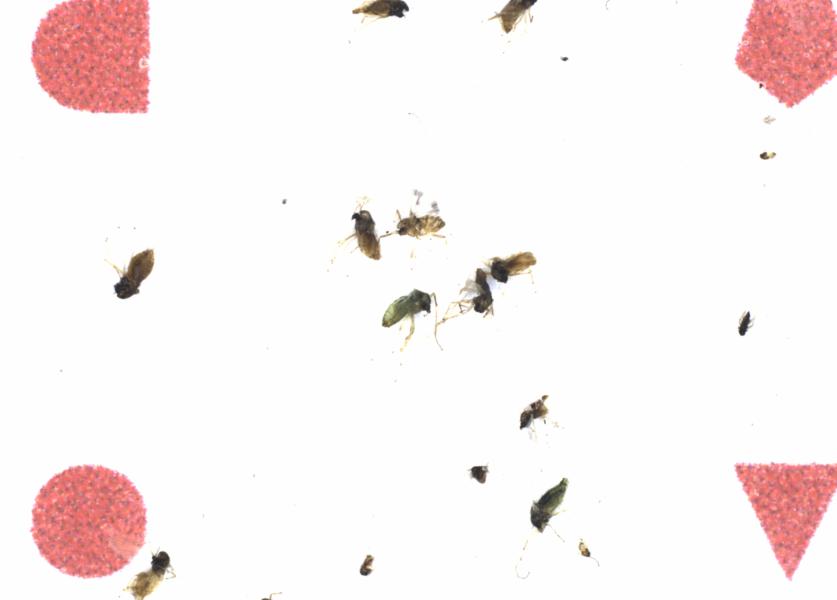 Fullscreen Image
