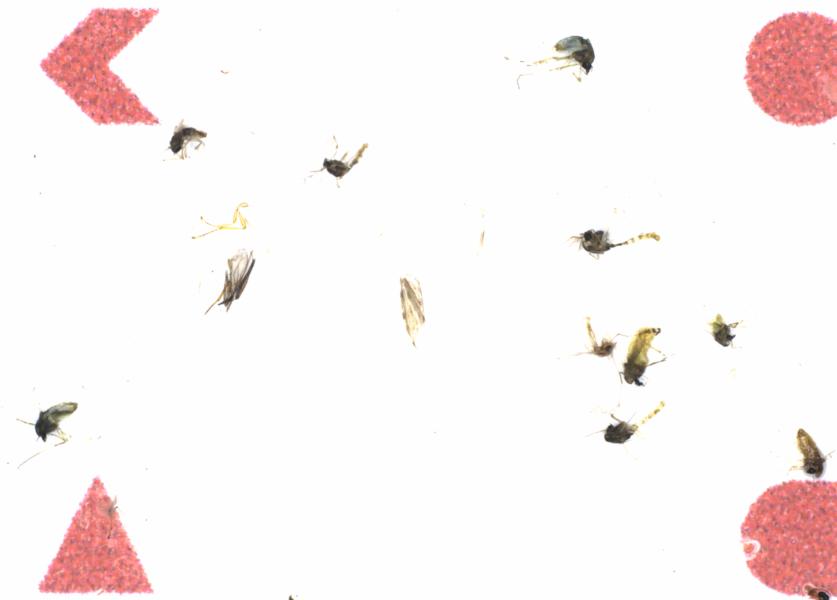 Fullscreen Image