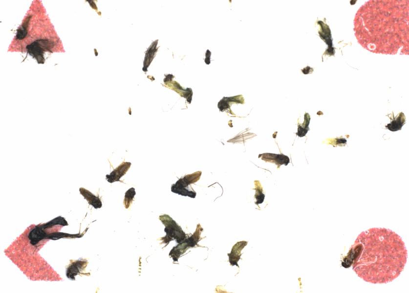 Fullscreen Image