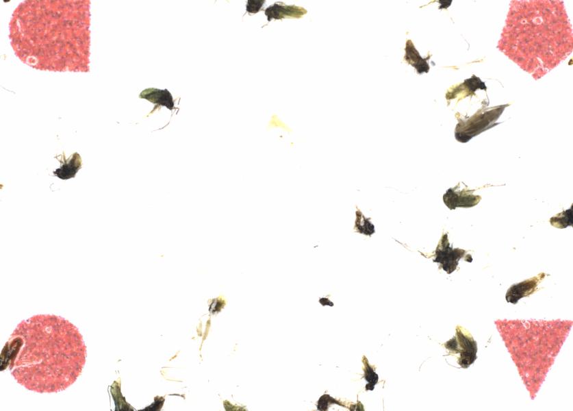 Fullscreen Image