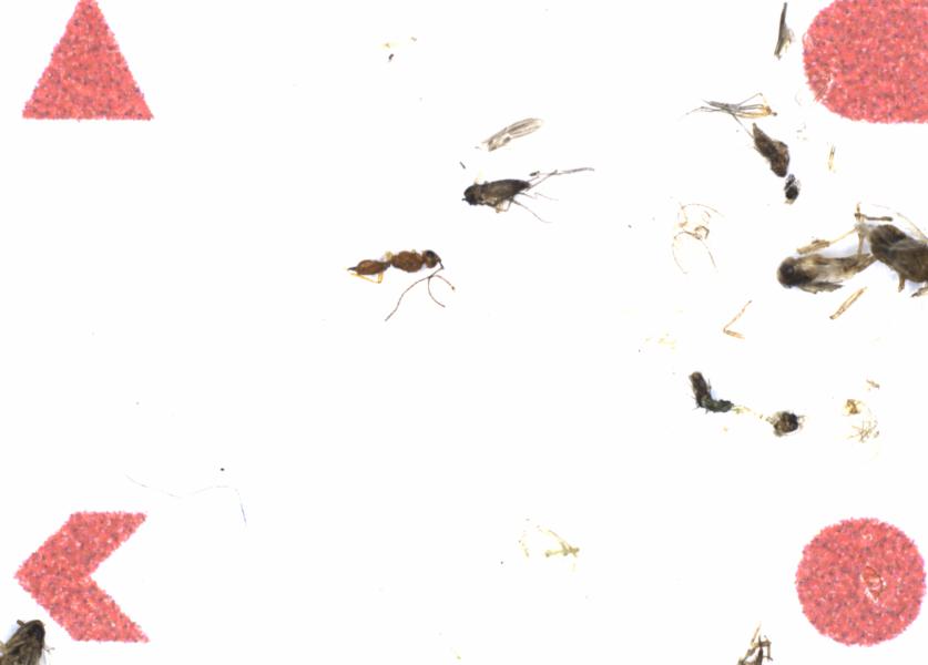Fullscreen Image
