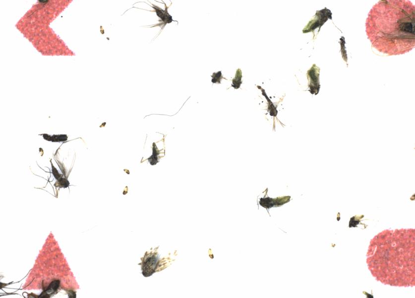 Fullscreen Image