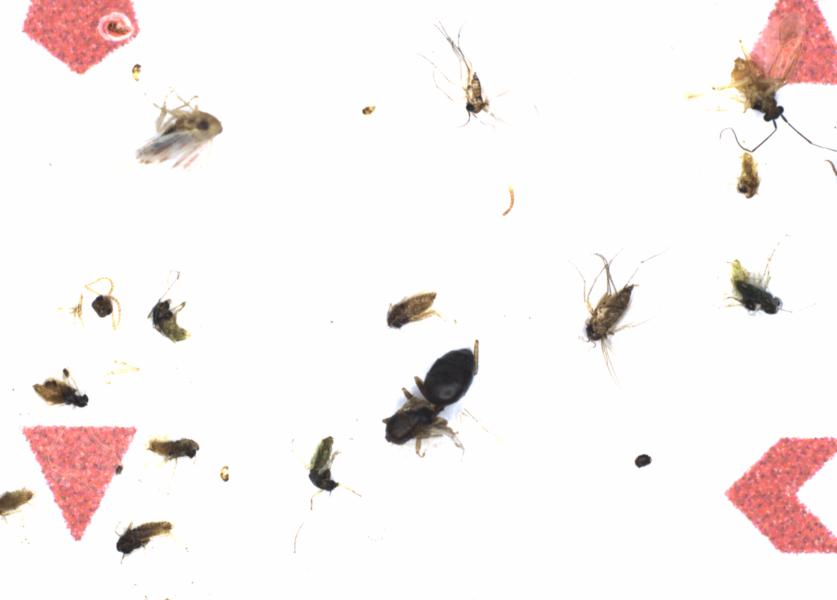 Fullscreen Image