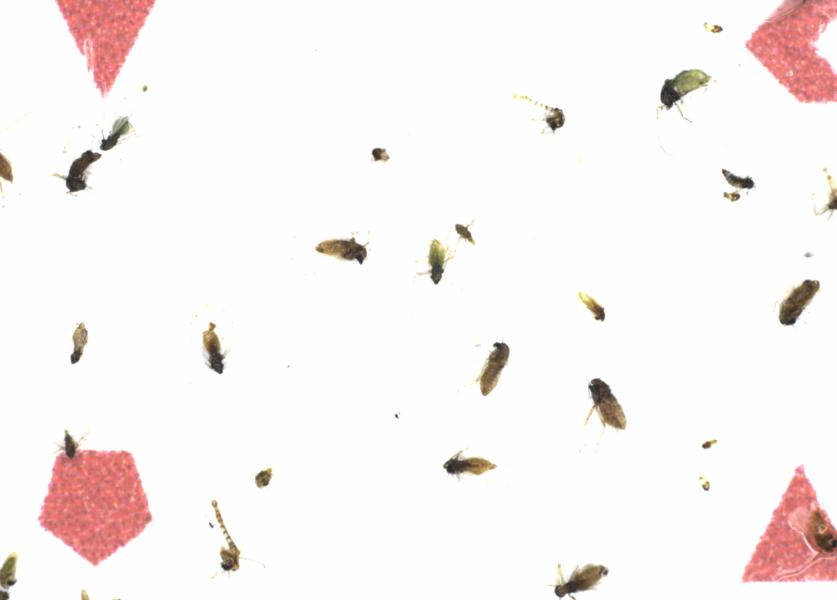 Fullscreen Image
