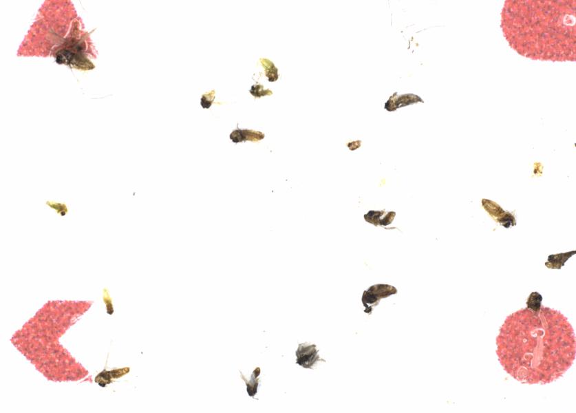 Fullscreen Image