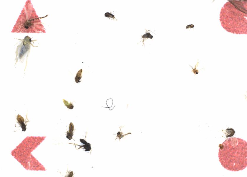 Fullscreen Image