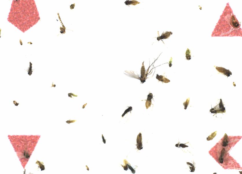 Fullscreen Image