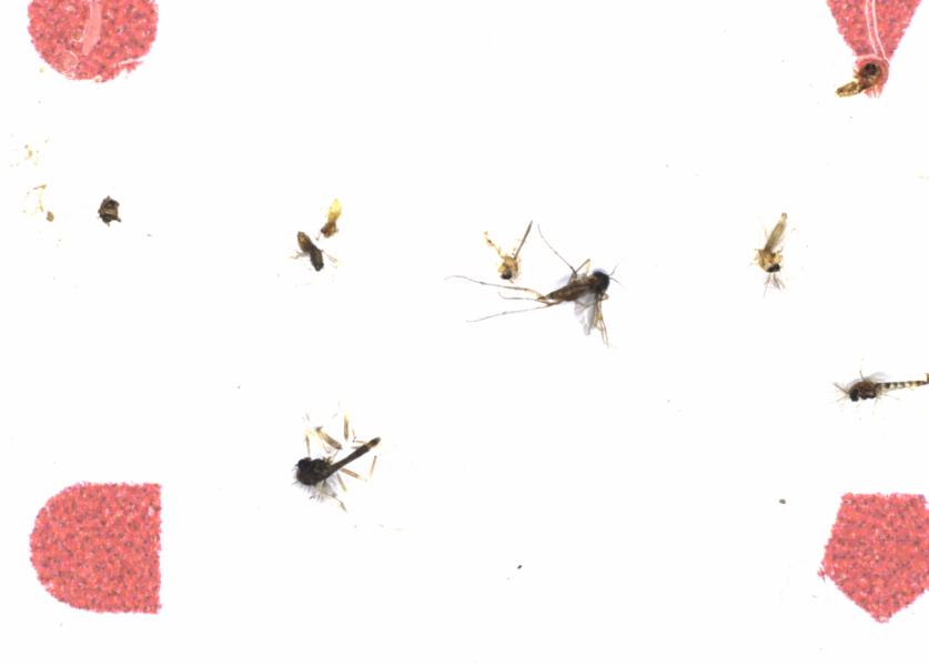 Fullscreen Image