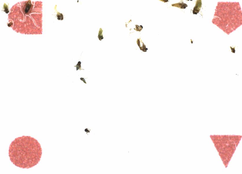 Fullscreen Image
