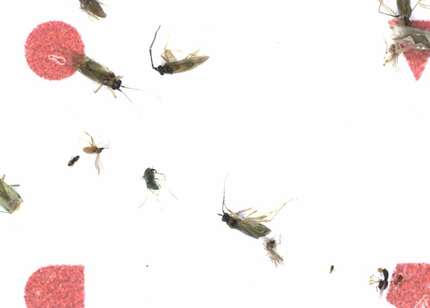 Fullscreen Image