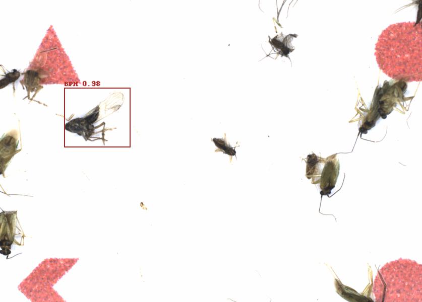 Fullscreen Image