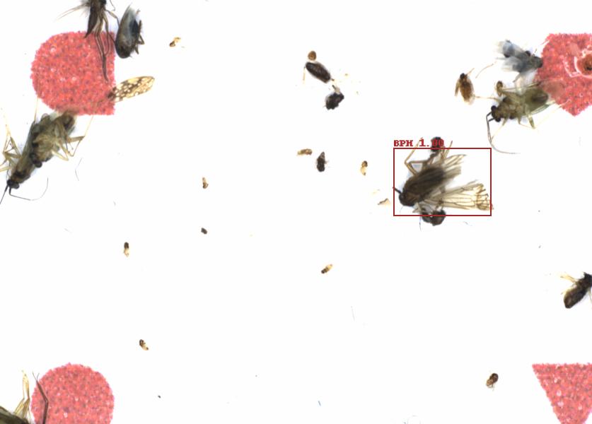 Fullscreen Image