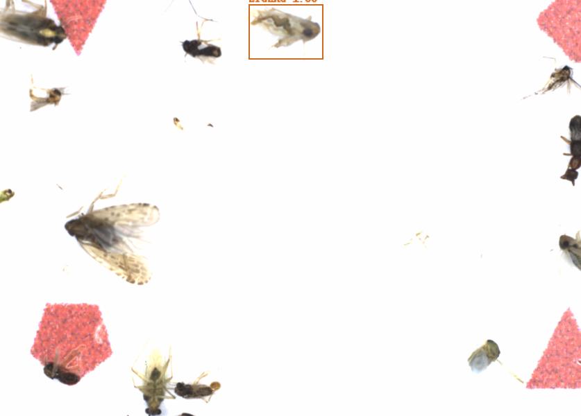 Fullscreen Image