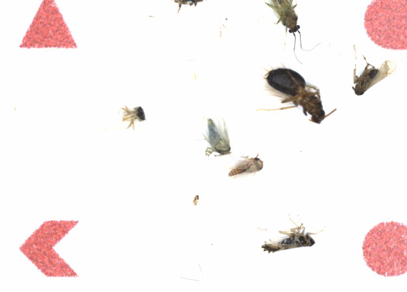Fullscreen Image