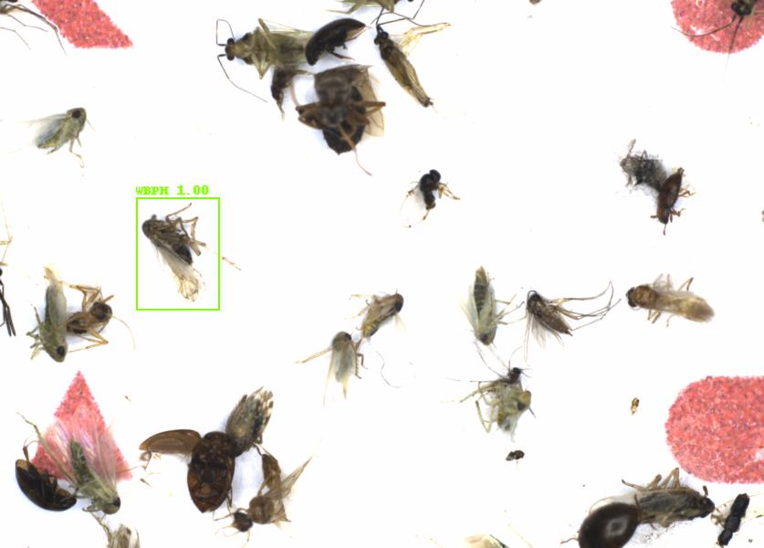 Fullscreen Image