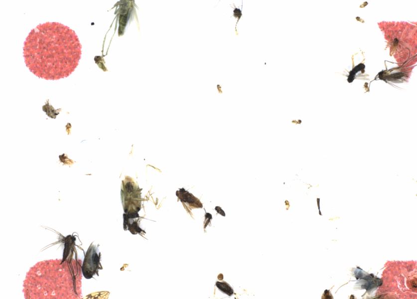 Fullscreen Image
