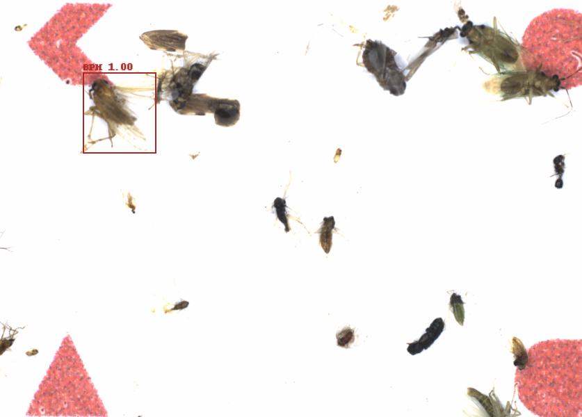 Fullscreen Image