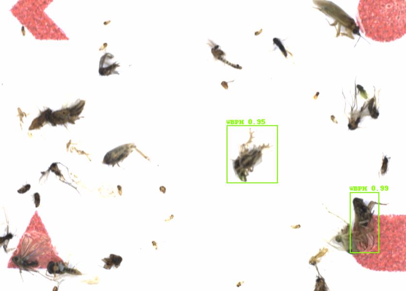 Fullscreen Image