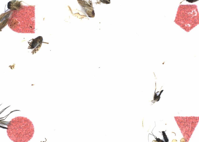Fullscreen Image