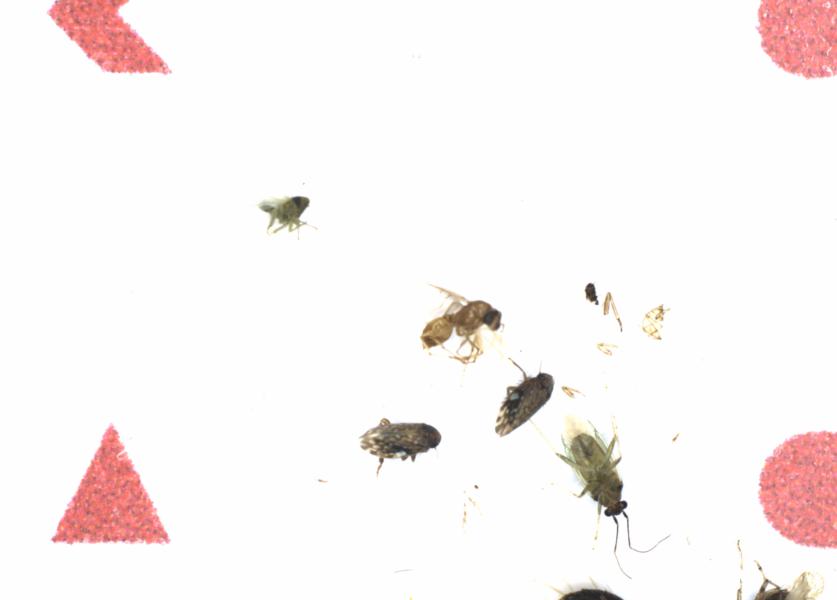 Fullscreen Image