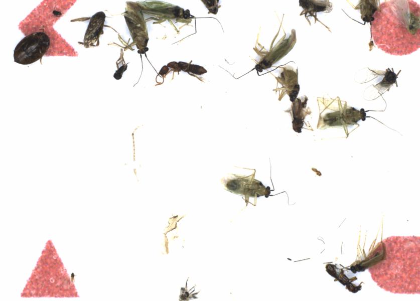 Fullscreen Image