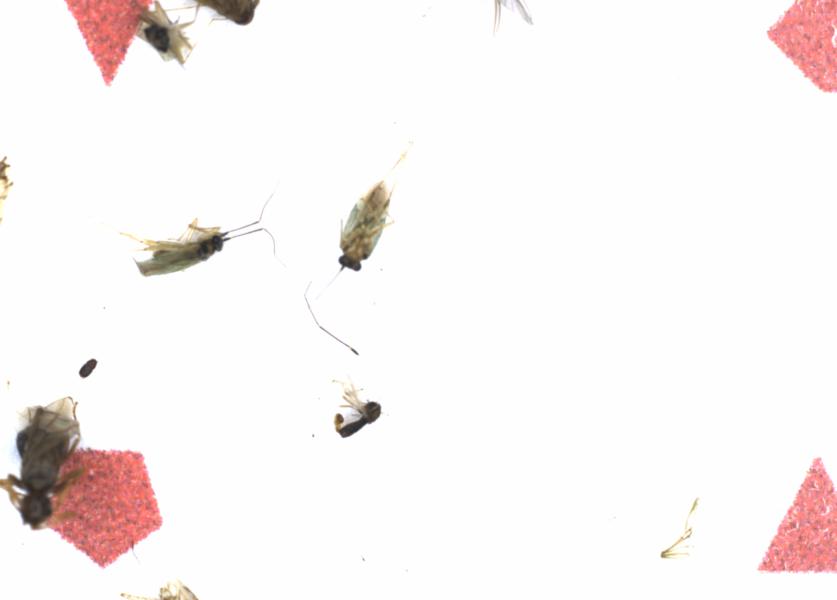 Fullscreen Image