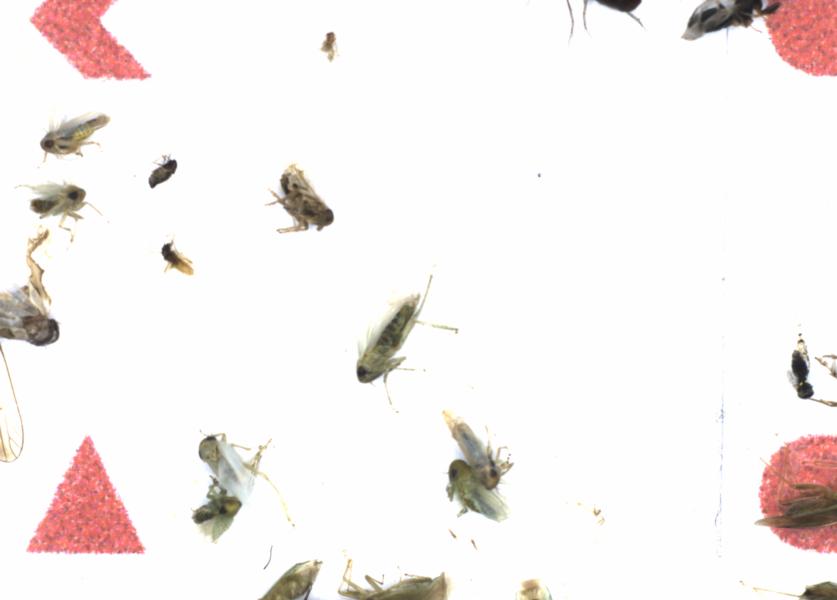 Fullscreen Image