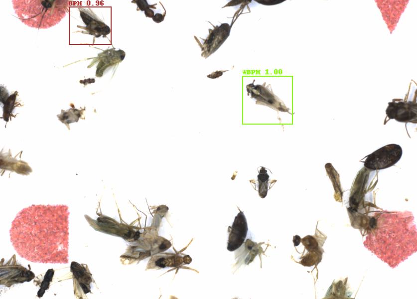 Fullscreen Image