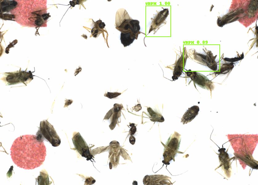 Fullscreen Image