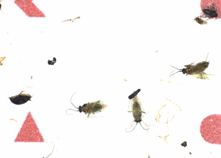 Fullscreen Image