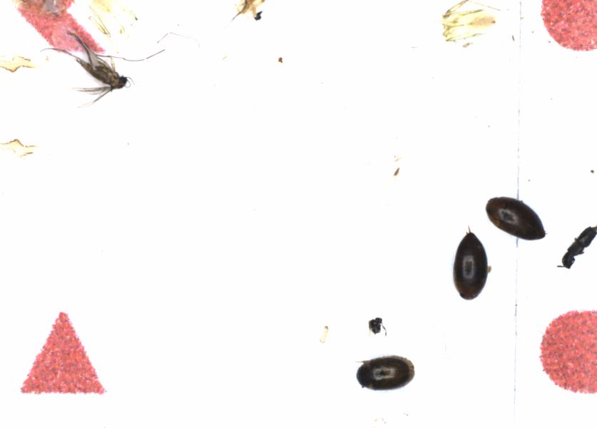 Fullscreen Image