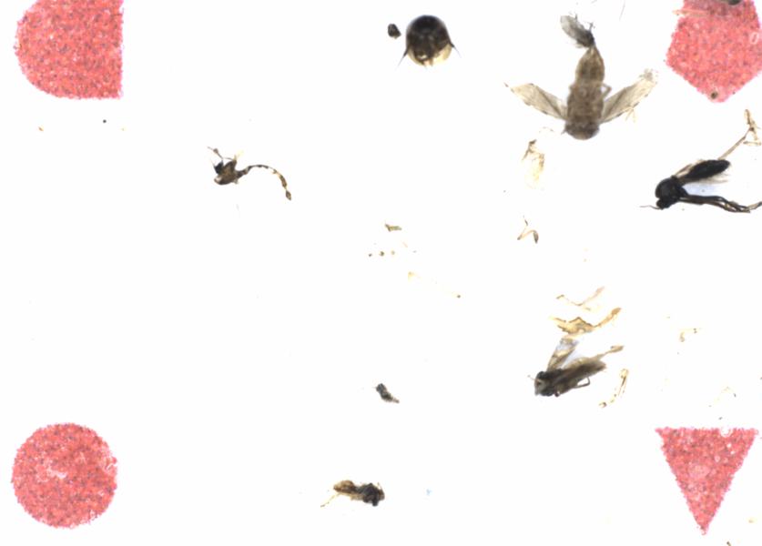 Fullscreen Image