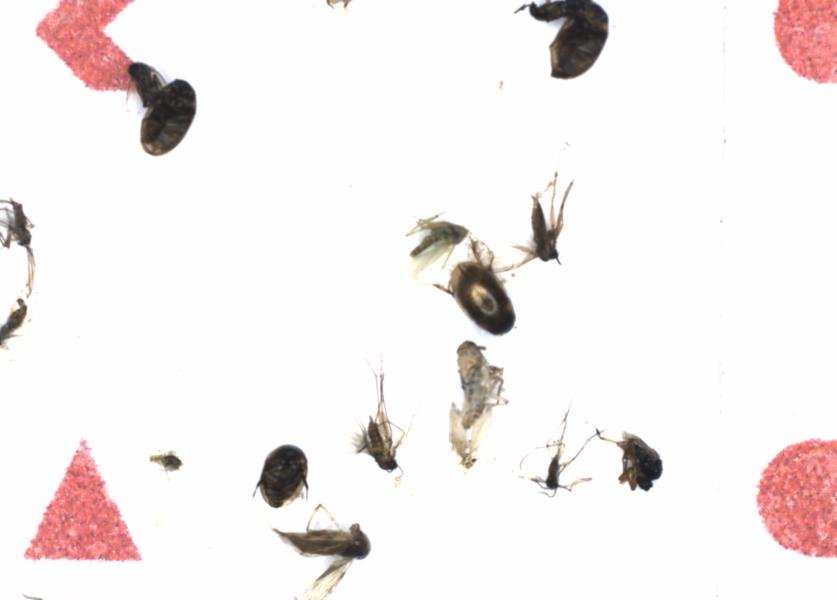 Fullscreen Image