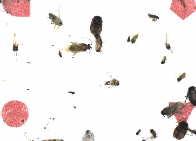 Fullscreen Image